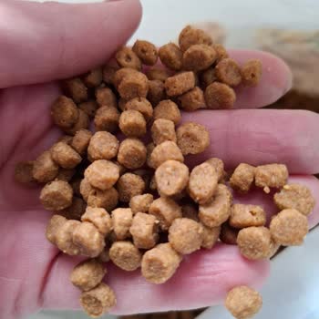 Migros Petimo ve Nestle Bozuk Kedi Maması Üzerinde Sorumluluk Almadı