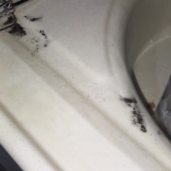 SimBat Medjoul Hurması İçinde Siyah Küf Tozu: Sağlık Riski Ve İade Talebi