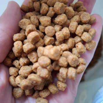 Migros ve Nestle Purina PetCare Bozuk Kedi Maması Değişimini ve İadesini Reddetti