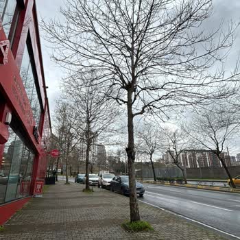 İstanbul Belediyesi Ağaç Budama Talebim Üç Ayda Hâlâ Çözülmedi