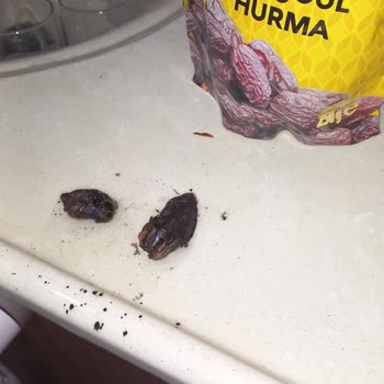 Simbat Medjoul Hurması'nda Siyah Küf Tozları Nefes Darlığı Ve Cilt Lekelerine Neden Oldu