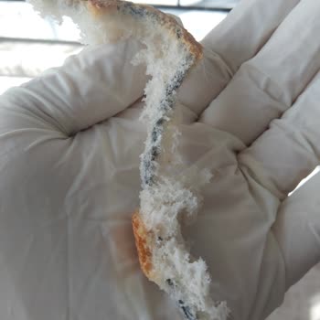 Ekmekte Fare Kuyruğu Tespiti Hijyen İhlali Ve Güven Sarsıntısı