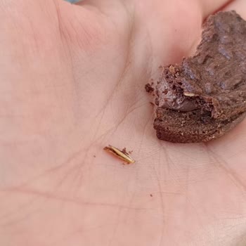 Torku Tam Buğdaylı Bisküviden Buğday Taneleri Çıkması