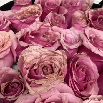 Solmuş Çiçekler İçin Ücret İadesi Ve Telafi Talebi