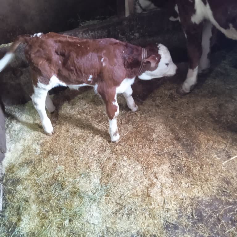 Kavak Köyünde Turkcell Sinyal Sorunu Acil Durumlarda Mağduriyet