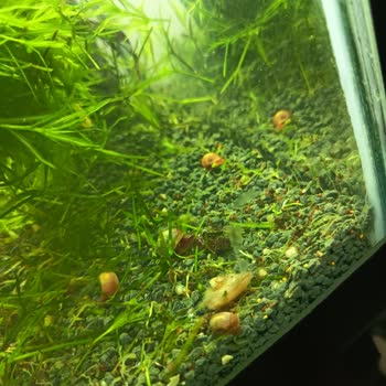 Yanıltıcı Ürün Açıklamaları Ve Cevapsız Müşteri Hizmeti