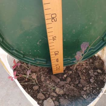 Sipariş Edilen 40 Cm Yaban Mersini Fidanı Yerine 10 Cm Gelen Fidan İçin Çözüm Bulunamadı