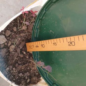 Sipariş Edilen 40 Cm Yaban Mersini Fidanı Yerine 10 Cm Gelen Fidan İçin Çözüm Bulunamadı