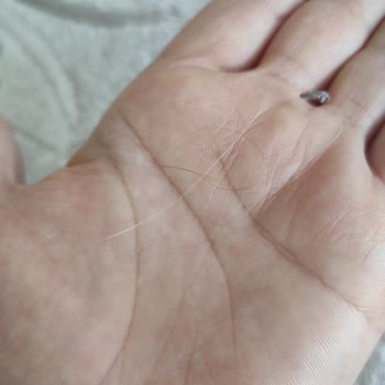 Halılar İki Kez Yıkanmadı, İçinde Kıllar Ve Lekeler Kaldı
