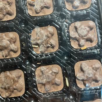 Şölen Çikolatası Ambalajında Kurtçuk Tespiti