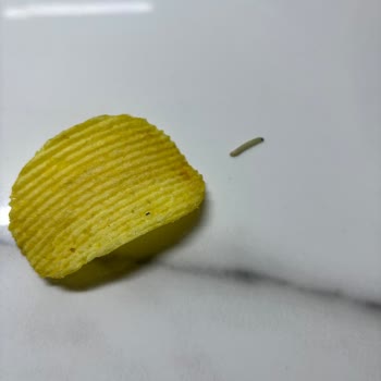 Patito Patates Cipsinde Canlı Kurt: Sağlık Ve Hijyen Endişesi