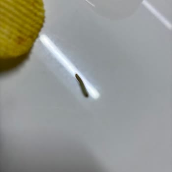 Patito Patates Cipsinde Canlı Kurt: Sağlık Ve Hijyen Endişesi