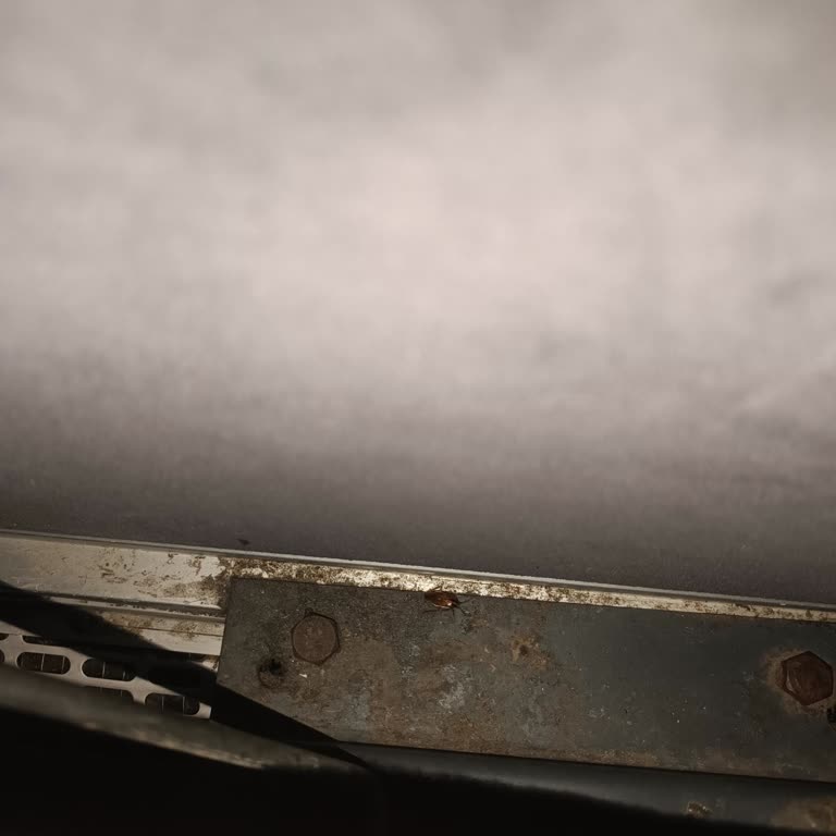 Kirli Otobüste Hamam Böcekleri Ve Açıklamasız Bilet İptali