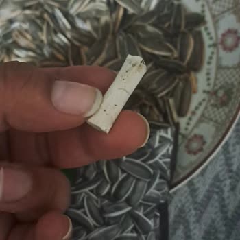 Çekirdekte Sigara İzmariti: Hijyen İhlali