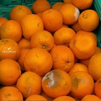 Şok Marketler Meyve Reyonunun Hali!