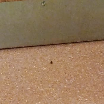 Şanlıurfa Hastanesinde Böcek İstilası Ve Personelin Saygısız Tutumu