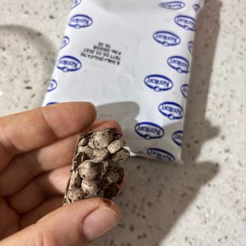 Kenton Damla Çikolata Paketi İçinde Erimiş Topaklar Bulunması
