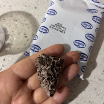 Kenton Damla Çikolata Paketi İçinde Erimiş Topaklar Bulunması