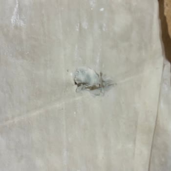 Kral Gıda Baklavalık/Böreklik Yufka Küflü Çıktı