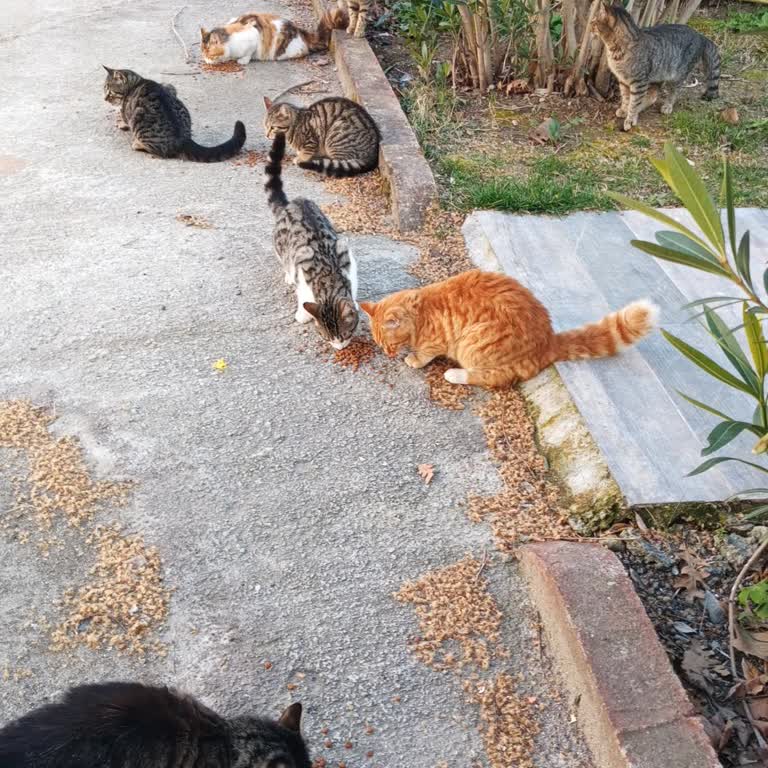 Teslimat Gecikmesi Ve Takip Sorunu Sokak Hayvanlarını Mağdur Etti