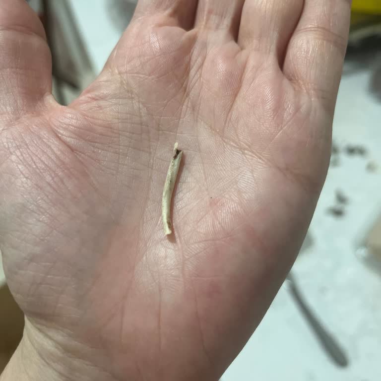 Tadım Kavrulmuş Ay Çekirdeği Ürününü Yerken Paket İçerisinden Kemik Parçası Çıktı