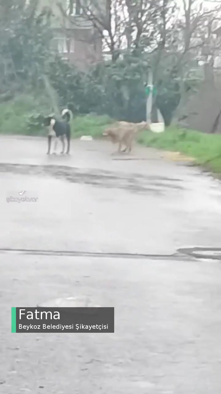 Beykoz Belediyesi Saldırgan Sokak Köpekleri videonun kapak resmi