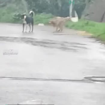 Beykoz Belediyesi Saldırgan Sokak Köpekleri