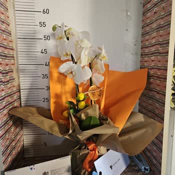 Yanlış Ve Eksik Orkide Gönderimi, İade Talebi