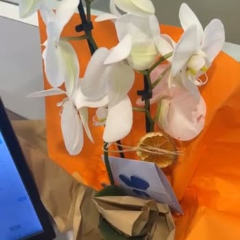 Yanlış Ve Eksik Orkide Gönderimi, İade Talebi