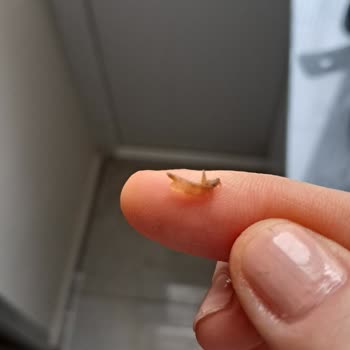 Migros Sanal Market Dondurulmuş Bamya Ürününde Şüpheli Böcek Kontaminasyonu