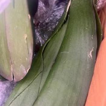 Yurtiçi Kargo Merzifon Şubesinde Kırık Ve Hasarlı Çiçek Gönderimi