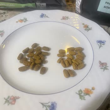 Kedimin Yeni Mamaya Ağzını Bile Açmaması Ve İade Talebi