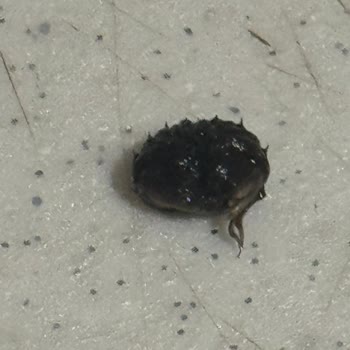 Kartal BİM’den Alınan Yurdum Konservesinde Böcek Larvası Görüldü