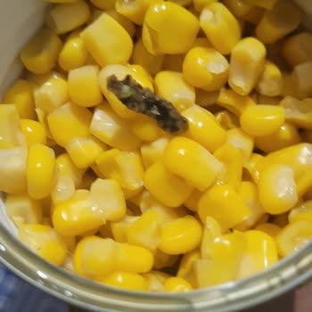 Dondurulmuş Mısır Paketi İçinde Siyah Cisim Bulunması