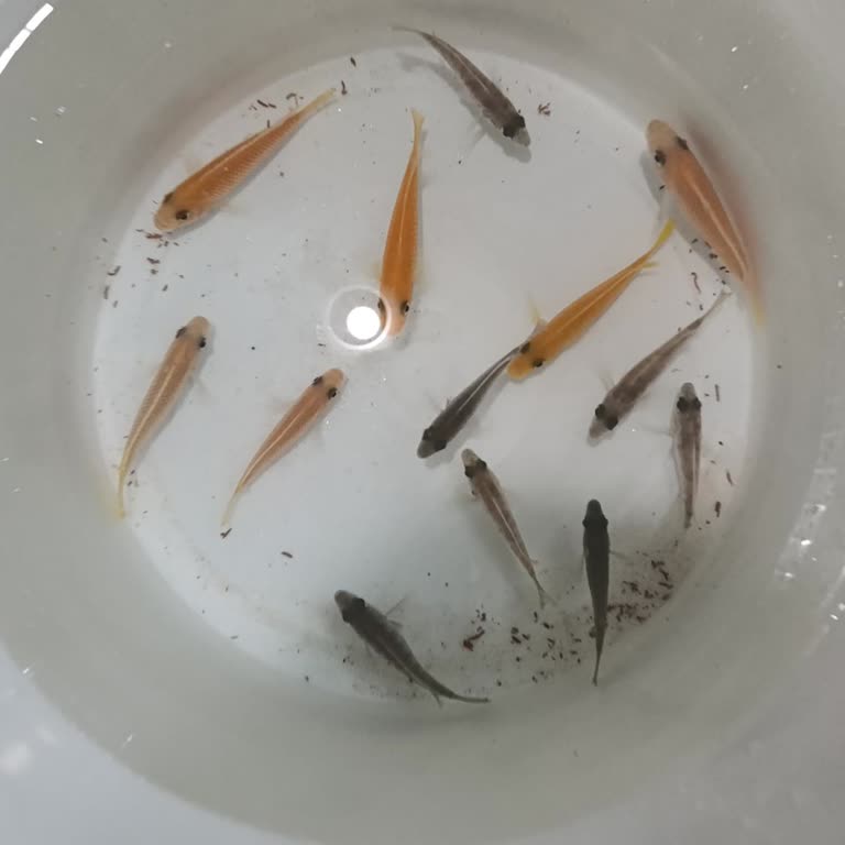 Yanlış Balık Gönderimi Ve İade Talebi