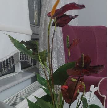 Çiçek Sepeti'nde Solmuş Çiçek Teslimatı Ve İade Talebi