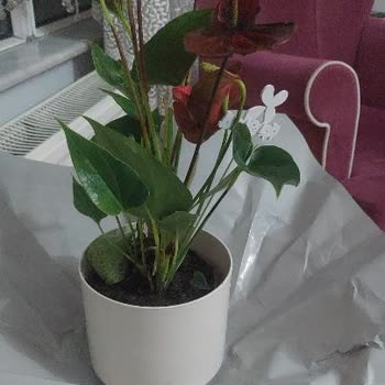 Çiçek Sepeti'nde Solmuş Çiçek Teslimatı Ve İade Talebi