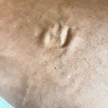 Montego Koltuklarda Hızlı Renk Solması Ve Otururken Ses Çıkması