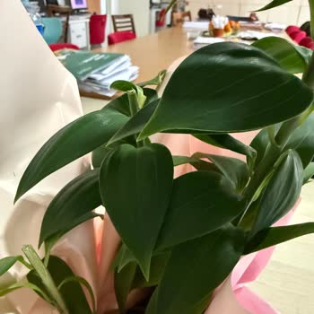 Kesik Çiçek Ve Yanıltıcı Görsel Nedeniyle İade Talebi