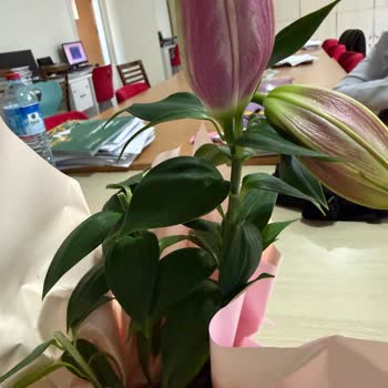 Kesik Çiçek Ve Yanıltıcı Görsel Nedeniyle İade Talebi