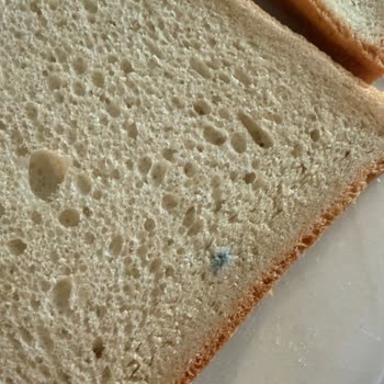 Metro Chef Tost Ekmeğinde Küf Görüldü