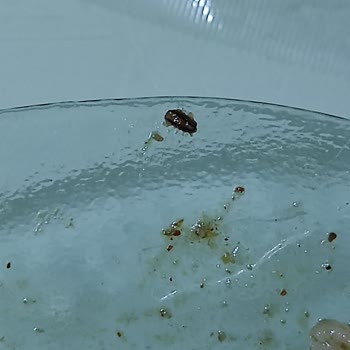 Noodle’da Böcek Parçası Buldum Ve Şikayetime Yanıt Gelmedi