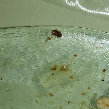 Noodle’da Böcek Parçası Buldum Ve Şikayetime Yanıt Gelmedi