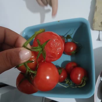 Siparişteki Çürük Ve Patlamış Domates Şikayeti