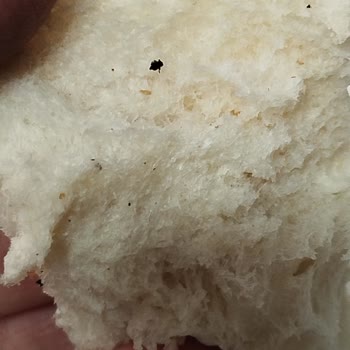 BİM Kartepe Şubesinde Ekmeğin İçinden Böcek Çıktı: Hijyen İhlali