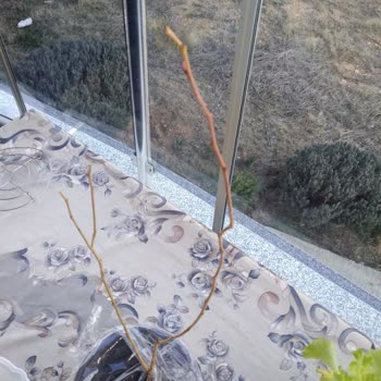 Sipariş Edilen Fidanların Yaş Ve Boyutları Uyuşmadı, Yanıltıcı Bilgi Ve Hatalı Gönderim