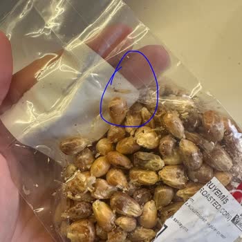 Mısır Paketi Üzerinde Küf Ve Koza: Hijyen Korkusu Ve Stok Sorunu