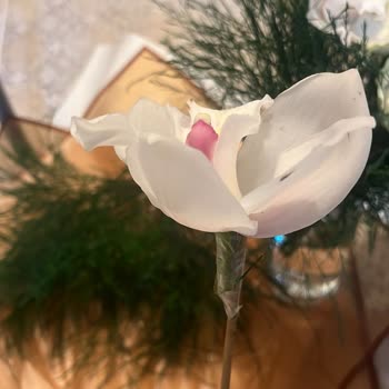 Görseldeki Çiçekle Gelen Çiçek Arasındaki Fark Ve Destek Eksikliği