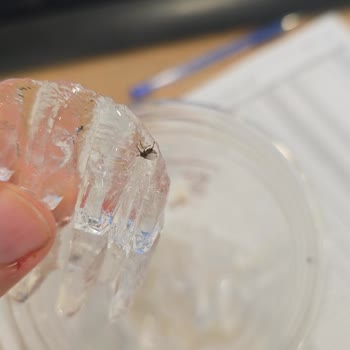 McDonald's Okmeydanı'nda İce Latte'ımda Ölü Sinek Buldum Ve Şikayetime Cevap Gelmedi