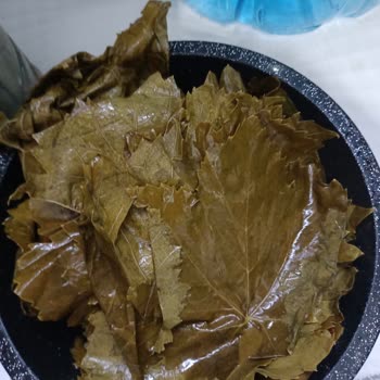 @ege_ovasi Yapraklar Yaşlı ve Pişmiyordu